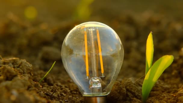 Green energy.Light лампочки и зеленые ростки крупным планом — стоковое видео