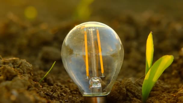 Energia verde.Lampadina e germogli verdi primo piano — Video Stock