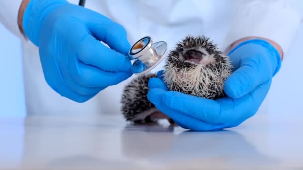 Zkoumání ježka s veterinárním lékařem. Africký ježek v ruce lékaře — Stock video