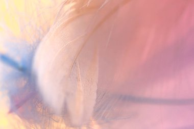Tüylü makro arka plan. Tüylü bulanık bir arkaplan. Güzel bir arkaplan.