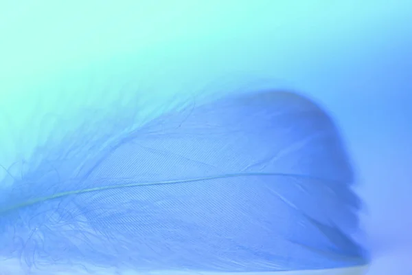 Feather texture.Feather background in blue colors . Multicolored blurred background with feathers.Beautiful background — Stock Photo, Image