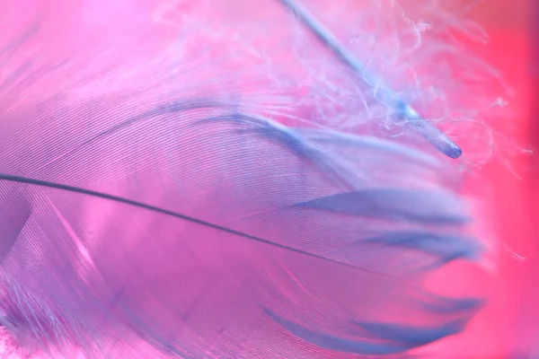 羽毛的结构。羽毛的宏观背景为蓝色粉红色。色彩斑斓的背景和羽毛。美丽的背景 — 图库照片