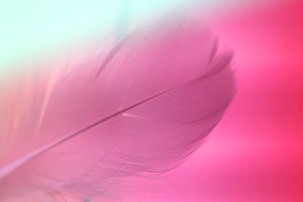 羽毛的结构。羽毛的宏观背景是粉红色的。色彩斑斓的背景和羽毛。美丽的背景 — 图库照片