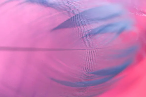 Texture.Feather fundo macro Pena em azul rosa cores .Beautiful fundo natureza. Fundo borrado multicolorido com penas. — Fotografia de Stock