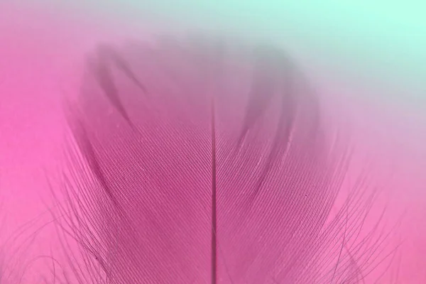 Φτερό μακρόστενο φόντο σε ροζ χρώματα. θολή φόντο με φτερά. Όμορφο φόντο — Φωτογραφία Αρχείου