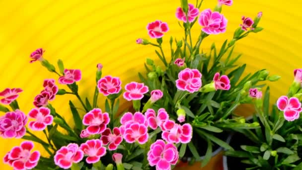 黄篮中的天麻花.从上面看.花园花.春天多年生花 — 图库视频影像