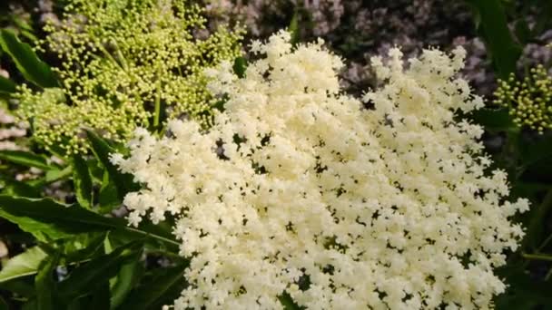Flores brancas de sabugueiro. Floração Sambucus bush.healing flores da planta e ervas. Farmácia verde e homeopathy.Blossoming sabugueiro. — Vídeo de Stock