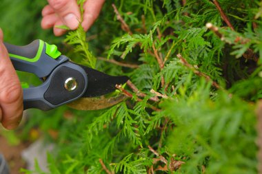 Prunking thuja. Garden Plants Pruning Aracı. Bahçe makası yakın planda bir çiti kesiyor. Bitki budaması. bitki oluşumu. Bahçe ve tarım aletleri.