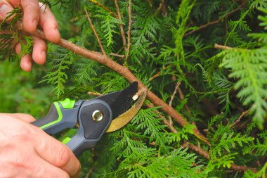 Prunking thuja. Garden Plants Pruning Aracı. Ellerindeki bahçe makası bir çit kesiyor. Bitki buduyor, bahçe düzenliyor. Bahçe ve tarım aletleri.
