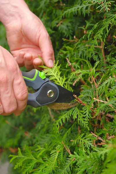 Rückschnitt thuja.Garden Plants Schneidwerkzeug. Gartenschere in der Hand aus nächster Nähe Schneiden einer Hecken.Gartenarbeit und Pflanzenbildung.Garten- und Landwirtschaftsgeräte — Stockfoto