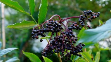 Mürver böğürtlenleri. Yeşil bir yaz bahçesindeki yaşlı çalılar. Şifalı bitkiler. Sambucus Berries. Mürver dalları..