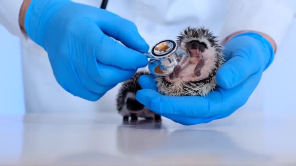 Baby-Igel mit Tierarzt untersuchen Afrikanischer Zwergigel in der Hand eines Arztes mit Stethoskop. Medizin für Tiere. Stachelige Haustiere in der Hand eines Tierarztes — Stockvideo
