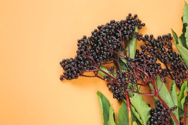 Turuncu arka planda Mürver çileği. Siyah bereli yaşlı dalları. Şifalı bitkiler. Sambucus berries. Yeşil eczane ve homeopati.