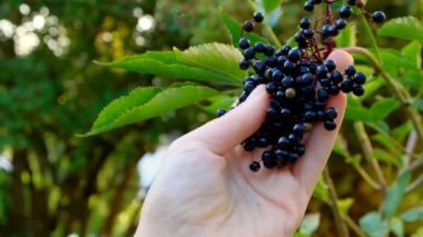 Yeşil bir yaz bahçesinde, yaşlı böğürtlenler kadınların elinde. İyileştirici bitkiler ve bitkiler. Yeşil eczane ve homeopati. Sambucus Berries. Yaşlı böğürtlen dalları. Yaşlı çalıları. Yakın plan.