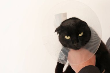 Isırıkla Mücadele Tasmalı Kedi. Siyah Kedi beyaz arka planda bir veterinerin elinde. Evcil hayvanları için Koruyucu Koni 'yi iyileştiriyor. Bir veterinerle Kediyi İncelemek. .