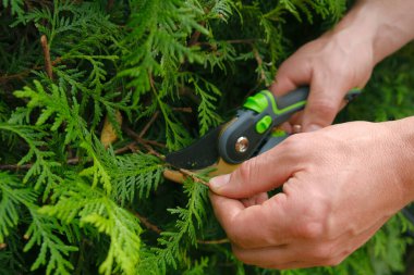 Prunting thuja. Bahçe aletleri. Bahçıvanlık. Bahçe makası erkek ellerinde bir çit kesiyor. Bitki buduyor, bahçe düzenliyor ve bitki yetiştiriyor. 