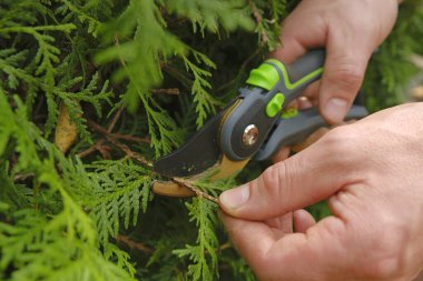 Prunting thuja. Bahçe aletleri. Bahçıvanlık. Bahçe makası ellerde, bir çiti kesiyor. Bitki buduyor, bahçe düzenliyor. 
