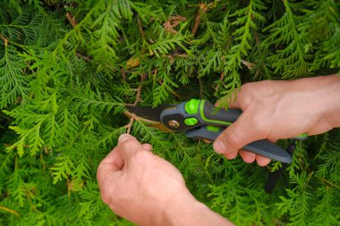Ellerindeki bahçe makası bir çit kesiyor. Çimen buduyor, bahçe düzenliyor, çimenlik açıyor, çimenlik açıyor.. 