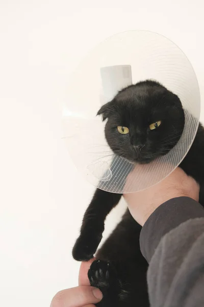 Cone protetor de cura para pets.Examining gato com um veterinário.Gato em um colar de pescoço de segurança anti mordida. preto Gato nas mãos de um veterinário no fundo branco. — Fotografia de Stock
