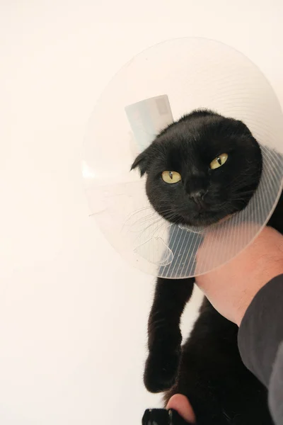 Kat in een anti-beet veiligheidshalsband. zwarte Kat in de handen op witte achtergrond.Genezing Protective Cone voor huisdieren.Onderzoek Kat met een dierenarts. . — Stockfoto