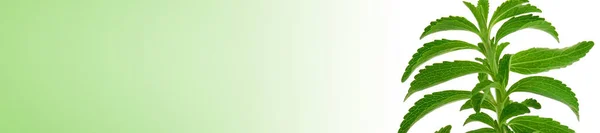 スティーヴィア・レヴォディアナスティーヴィア・バナー。緑のグラデーションと白の背景に緑のステビア。有機天然低カロリー甘味料。. — ストック写真