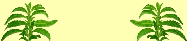 スティーヴィア・レヴォディアナスティーヴィア・バナー。黄色の背景に単離された緑のステビア小枝.有機低カロリー甘味料.ステビオサイド甘味料原料. — ストック写真