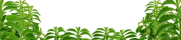 スティービア・バナー。緑のステビアの小枝白い背景に隔離されました。有機天然低カロリー甘味料.Stevioside甘味料生材料.Stevia rebaudana. — ストック写真