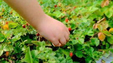 Çilek. Çilek topluyorum. Çilek tarlasından çilek toplayan çocuklar. Yaz bahçesinde çilek çalıları. Yaz meyveleri..