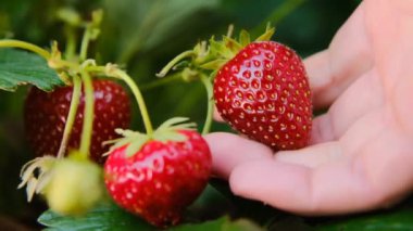 Çilek hasadı. Kadın elinde olgun çilek. Yaz meyvesi. El, yaz bahçesinde güneş ışınlarında bir çalılıktan kırmızı çilek topluyor. Yavaş hareket. Çilek..