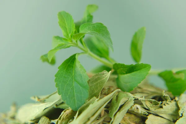 スティーブ新鮮な緑の小枝と乾燥ステビアは、カップ有機天然甘味料でクローズアップを残します.ステビアrebaudiana.ステビア・レヴォディアナ. — ストック写真