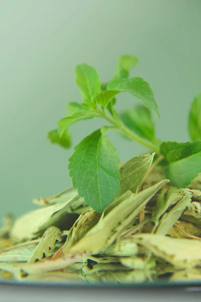 Stevia galho verde fresco e folhas de stevia secas close-up em uma xícara redonda adoçante natural orgânico. — Fotografia de Stock