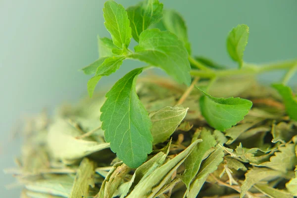 Stevia свежие зеленые ветки и сушеные листья стевии в чашке Органические природные sweetener.Стевия Ребодиана. Стевия Ребодиана. — стоковое фото