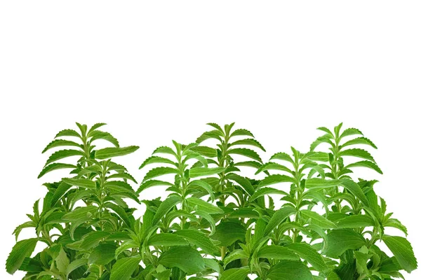 Stevia banner.Stevioside Sweetener. Grön stevia kvist isolerad på vit bakgrund.Ekologisk låg kalori sötningsmedel. Grön stevia buske — Stockfoto