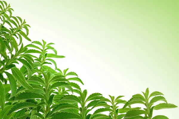 斯蒂文娅 · 班纳，斯蒂文塞德 · 斯威特纳。绿色葡萄藤分枝，白色背景，绿色渐变。有机低热量甜味剂。绿色紫杉灌木 — 图库照片