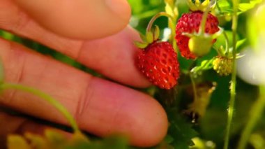 Çilek hasadı. El, yaz bahçesinde güneş ışınlarında yakın plan bir çalılıktan kırmızı çilek topluyor. Yavaş çekim..
