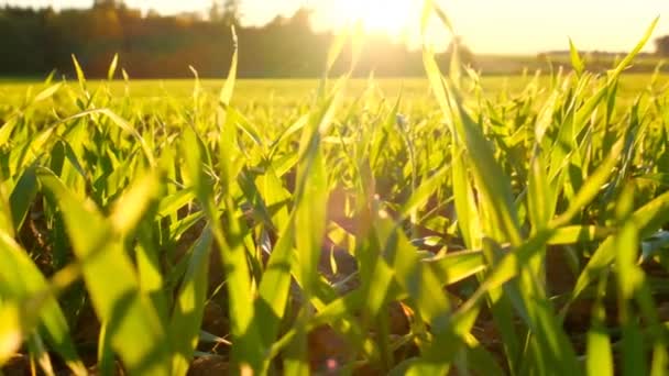 Mezőgazdasági terület. Zöld növények a nap.Tavaszi rét. Tavaszi természet — Stock videók