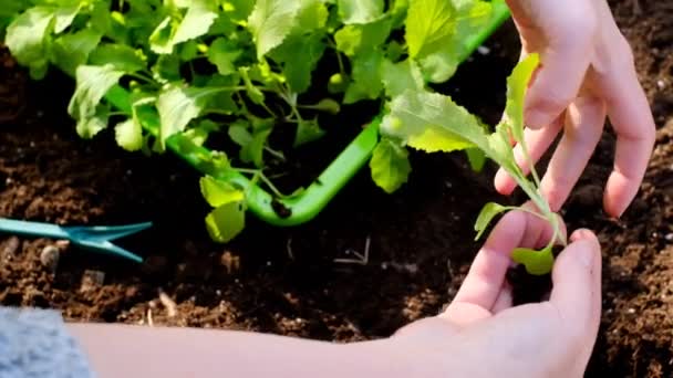 Саджанці. Самки саджають китайську капусту в землю.. — стокове відео