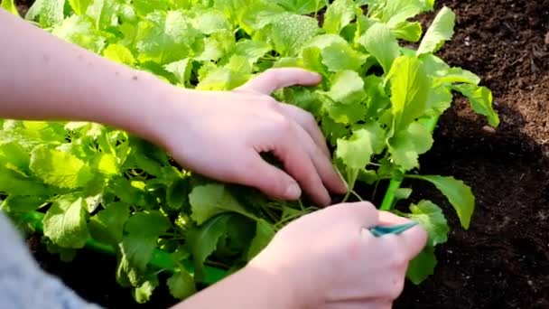 Ültetése kínai káposzta palánta a földben.Kertészkedés és mezőgazdaság. — Stock videók
