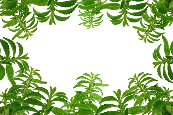 Stevia-ramme. Grønn kvist isolert på hvit bakgrunn. Stevia-plante. naturlig lavkaloriholdig søtningsmiddel. Steviosid søtningsmiddel råstoff – stockfoto