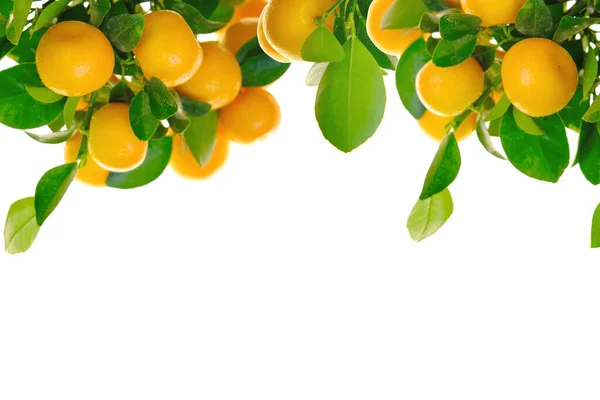 Fruits mandarines.Cadre agrumes. Les tangerines mûrissent sur des branches aux feuilles vertes isolées sur fond blanc. Agrumes sur fond blanc. fruits à la mandarine avec feuilles — Photo