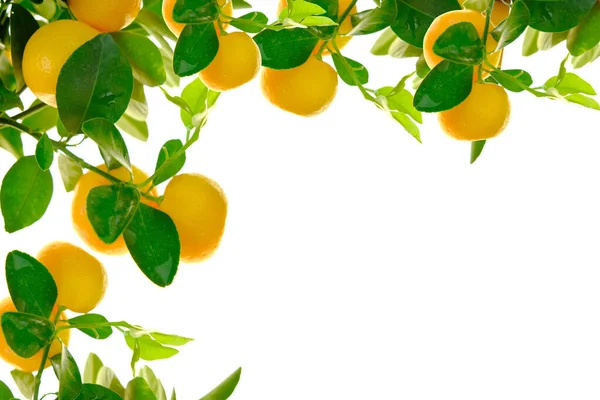 Frutas de mandarín.Marco cítrico. Las mandarinas maduran en ramas con hojas verdes aisladas sobre fondo blanco. Cítricos sobre fondo blanco. frutos de mandarina con hojas verdes — Foto de Stock