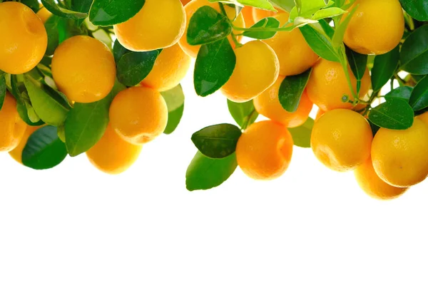 Fruits mandarines.Cadre agrumes. Les tangerines mûrissent sur des branches aux feuilles vertes isolées sur fond blanc. Agrumes sur fond blanc. fruits à la mandarine aux feuilles vertes — Photo