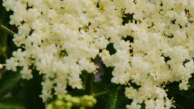 Çiçek açan mürver ağacı. Sambucus çalısı