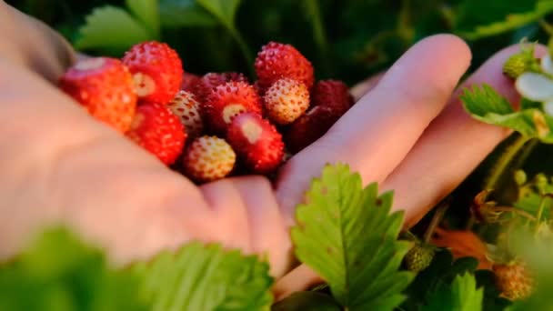 Aardbeien in de palm in een zomertuin.zomerbessen.slow motion.Aardbeien bessen.Aardbeien plukken. — Stockvideo
