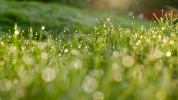 Gras en water druppels macro-achtergrond. Gras met waterdruppels en zonnestralen in de zomertuin.Natte gras in de tuin.natuur groene achtergrond — Stockvideo