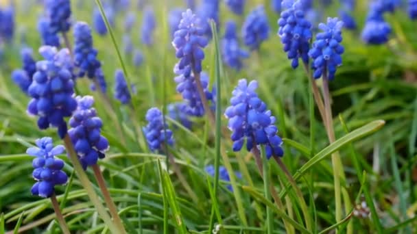 Muscari fleurs bleues au printemps jardin ensoleillé. jacinthes de raisin. — Video
