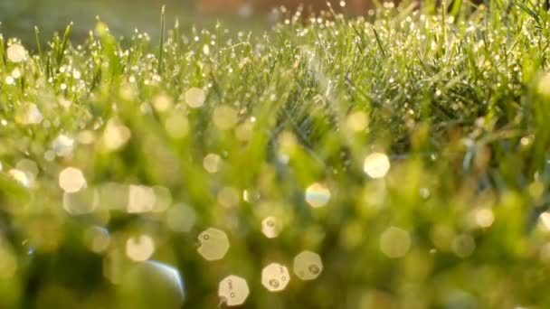 Fű vízcseppekkel és napsugarakkal a nyári kertben.Nedves fű a kertben.természet zöld háttér — Stock videók