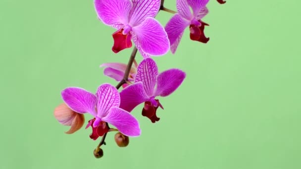 Orchidej. Phalaenopsis pulcherrima. Růžová orchidej větev na světle zeleném pozadí. — Stock video
