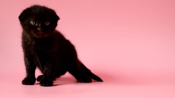 Παιδικό γατάκι. Μαύρο χνουδωτό γατάκι σε ροζ φόντο.Βρετανικό κοντό μαύρο γατάκι. — Αρχείο Βίντεο