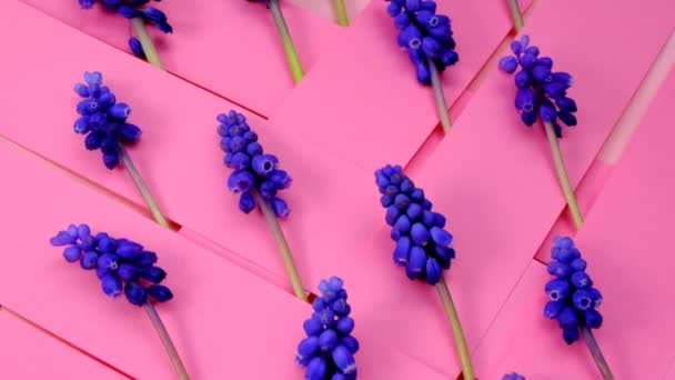 Λουλούδια Muscari φόντο.Υάκινθος σταφυλιού.Floral φόντο σε ροζ και λιλά χρώματα.Άνοιξη μπλε λουλούδια — Αρχείο Βίντεο